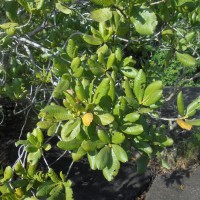 Gardenia fosbergii Tirveng.